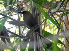 Momotus subrufescens