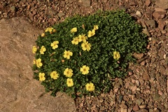Oxalis subacaulis