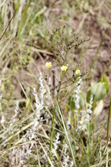 Linum thunbergii