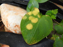 Phyllosiphon arisari