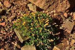 Oxalis subacaulis
