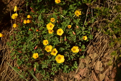 Oxalis subacaulis