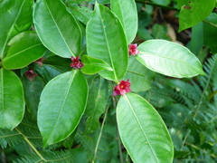 Psychotria nuda