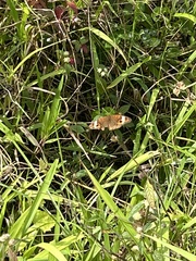 Junonia