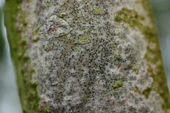 Pseudoschismatomma rufescens