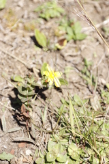 Hypericum aethiopicum