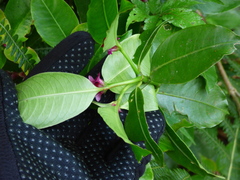 Psychotria nuda
