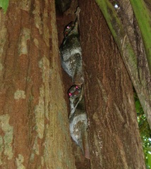 Galeopterus variegatus