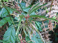 Begonia luxurians