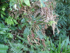 Begonia luxurians