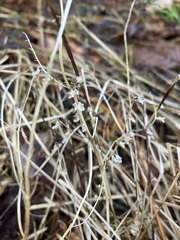 Scutellaria lateriflora