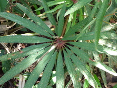 Begonia luxurians