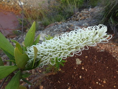 Grevillea exul