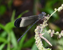 Polythore derivata