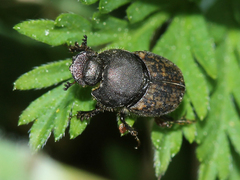 Onthophagus