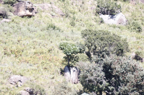 Cussonia spicata