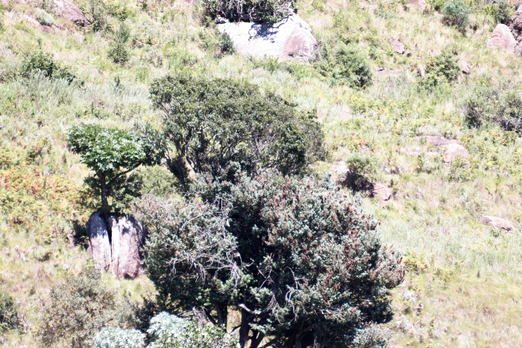 Cussonia spicata,  track nw cottages, s Mtshezane R, Maloti section, Okhahlamba Drakensberg