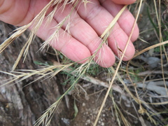 Austrostipa puberula