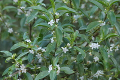 Myoporum petiolatum