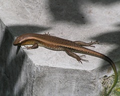 Eutropis multifasciata