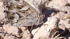 Hipparchia fidia