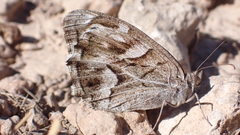 Hipparchia fidia