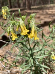 Lithospermum multiflorum