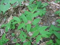 Prosartes lanuginosa