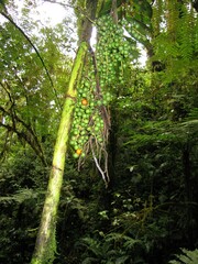 Chamaedorea linearis