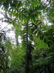 Chamaedorea linearis