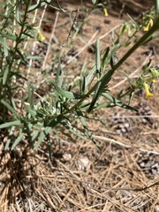 Lithospermum multiflorum