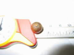 Chamaedorea linearis