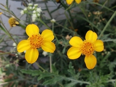 Dyssodia tagetiflora