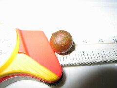 Chamaedorea linearis