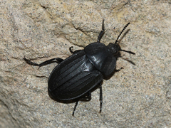 Silphinae