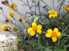 Dyssodia tagetiflora