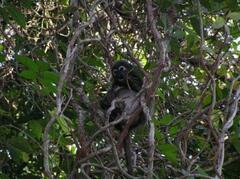 Trachypithecus obscurus
