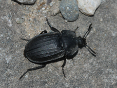 Silphinae