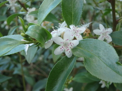 Myoporum petiolatum