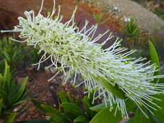 Grevillea exul