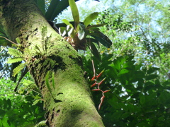 Vriesea