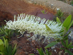 Grevillea exul