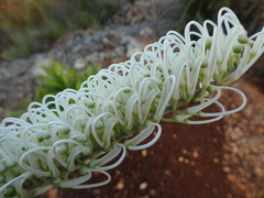Grevillea exul
