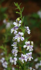 Angelonia