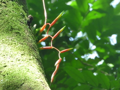 Vriesea