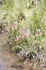 Hesperantha coccinea