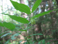 Prosartes lanuginosa