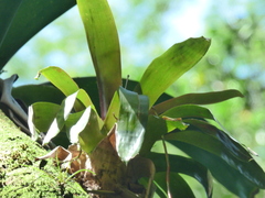 Vriesea
