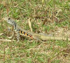Leiolepis belliana