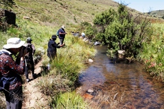 Hesperantha coccinea